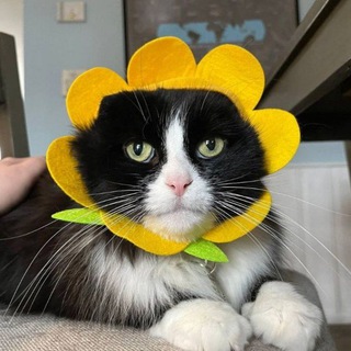 Логотип @cats_fresh - Смешные котики