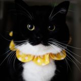 Логотип @cats_gif_chat - сообщество любителей котов