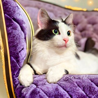 Логотип @cats_in_odessa - Кошки в Одессе ⚓✨🤍