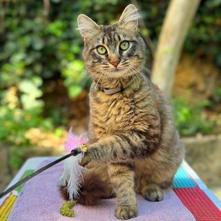Логотип @cats_in_odessa_chat - Чат Кошки в Одессе ✨🐾💕