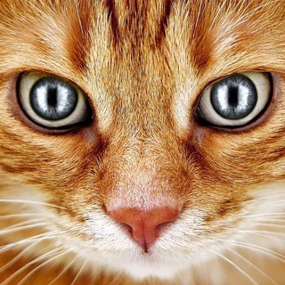 Логотип @cats_kitty - Котики кошки котята