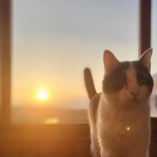 Логотип @cats_memess - Мемы про котов