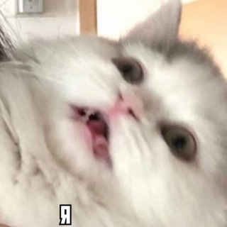 Логотип @cats_mems - Memes