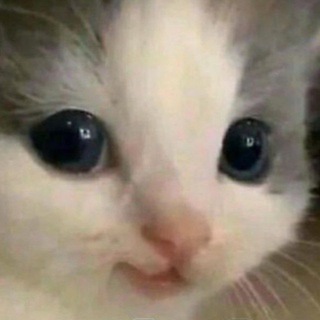 Логотип @cats_vid - Only cats