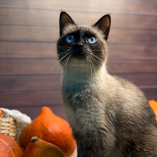 Логотип @cats_vnovgorod - Дом для кошек «Kiss Me”