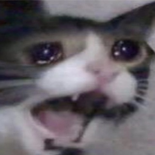 Логотип @catsandstudy - Котята и универ