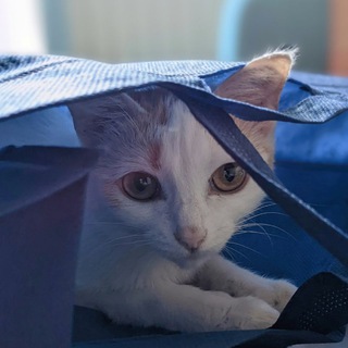 Логотип @catsbasket - Лукошко для кошки