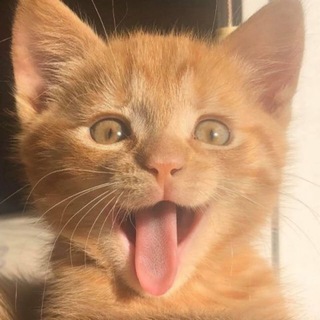 Логотип @catsbeingcats - котячьи выкрутасы