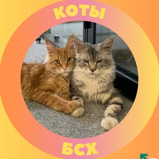 Логотип @catsbsh - Коты БСХ