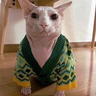 Логотип @catscatsmorecatspic - кошки котики котята