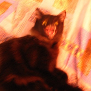 Логотип @catscontent - Домик стрёмных котов