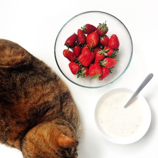 Логотип @catscooking - Коты накрыли на стол