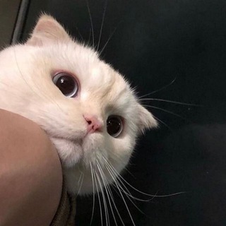 Логотип @catsdays - Cats | Meow Котики