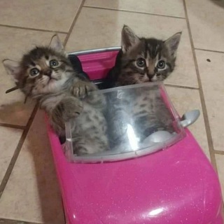 Логотип @catsdeology - кошконарик переходник ❤