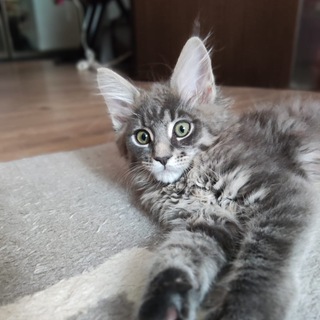 Логотип @catsemchat - Чатик от Сэма :^