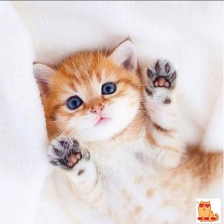 Логотип @catsgifs_uwu - Котики