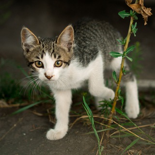 Логотип @catshelp - Поліція котиків