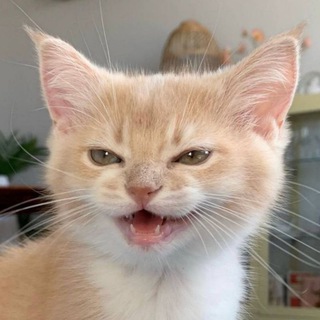 Логотип @catsilcats - cats, i love cats