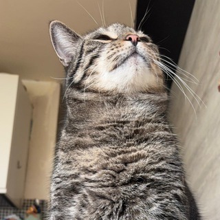 Логотип @catsimaxxl - Кот Семён XXL