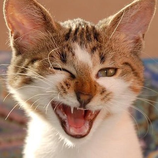 Логотип @catskingdom20 - Cats Kingdom