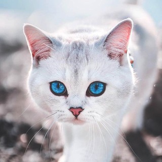 Логотип @catslives - cats ❤️