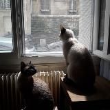 Логотип @catsnflats - Мой анал с котами