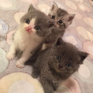 Логотип @catsnova - котики123