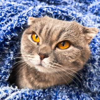 Логотип @catsofy - Жизнь с кошкой