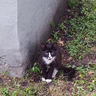 Логотип @catsonthestreet - КотоОхота