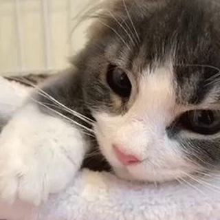 Логотип @catspics - котики | гиф и обои