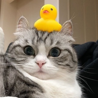 Логотип @catspublic - Нетипичные котики. Котюфанская жизнь! Ми-ми-шные котята, кошки и коты)