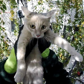 Логотип @catsrescue - Служба спасения котиков (Иркутск)