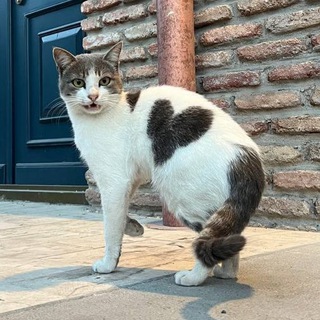 Логотип @catstb - коты Тбилиси