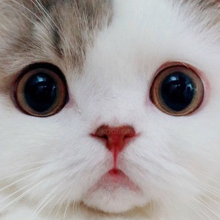 Логотип @catstickery - Мявстикс - Котостикеры