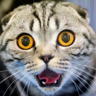 Логотип @catsvibeos - Кошкины😻 Приколы😸