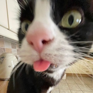 Логотип @catthepet - погладь кота