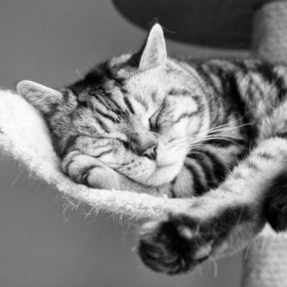 Логотип @catvideotg - Котики😻Милые котики😽 Видео с котами😺Cat movies