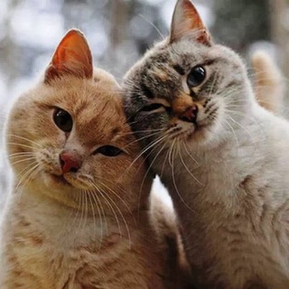 Логотип @catykot - Кот и Кошечка