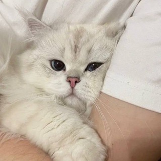 Логотип @catzmemes - Показываем мемов 🐳