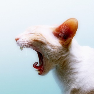 Логотип @cbetpa - cbetpa