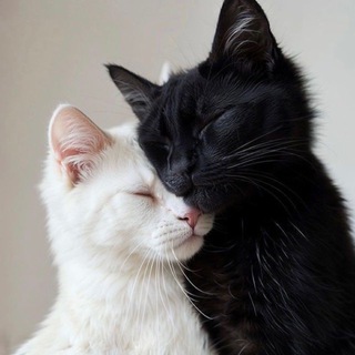 Логотип @ccatts - Жтош коты