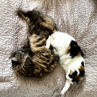 Логотип @ccuuutteeeee - Карамельна кава