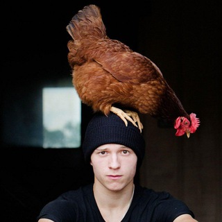 Логотип @celebanimal - Зверенитости