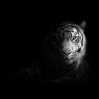 Логотип @center_muzika - ZaKaZ MuZiK TiGeRs