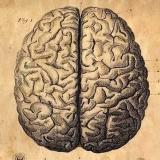 Логотип @cerebrumlink - Cerebrum