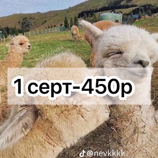 Логотип @certificate_skarlett - Сертфикаты skarlett and easign || Скарлетт и есигн