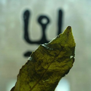 Логотип @chainaya_shamanika - • ЧАЙНАЯ ШАМАНИКА •