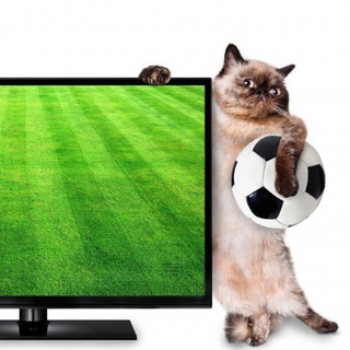 Логотип @champdamir - Чемпионат Дамира ⚽️🏒