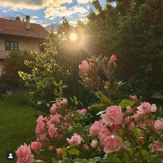 Логотип @chanlina1 - 🌸chanlina🌿