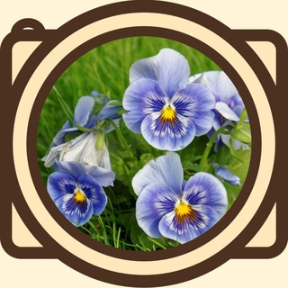 Логотип @chaosdragon_photo - 37 фотографий | Мир в объективе